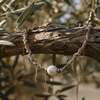 Samos braided silver gold chain pearl choker draped over a gnarled olive branch, round freshwater pearl at centre, gold and silver chain fringe hanging freely, natural Mediterranean light, handmade by JLL Pearl